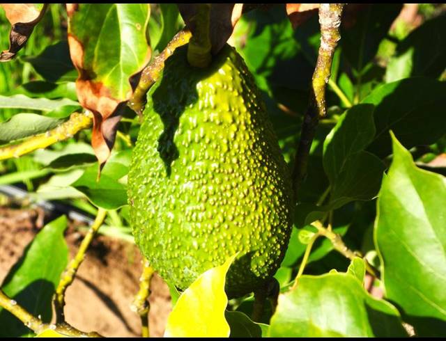 FARM FOR SALE IN RONDEVLEI